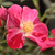 Czerwony  - Róże rabatowe polianty - Ruby™